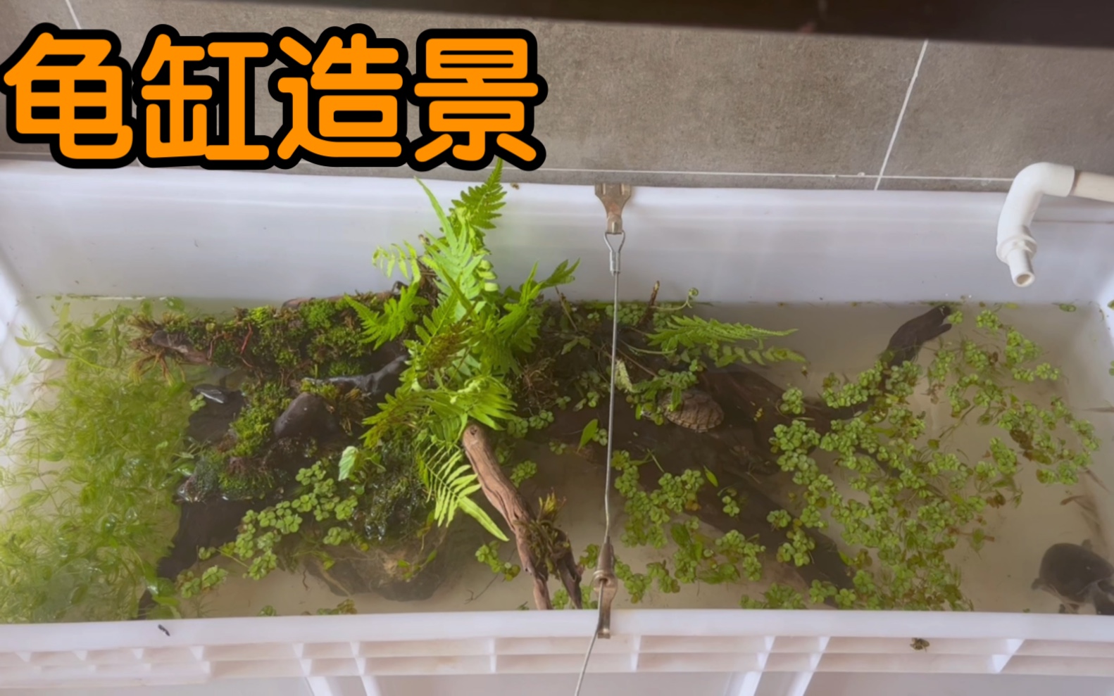 新手给麝香龟布景真的实用又好看