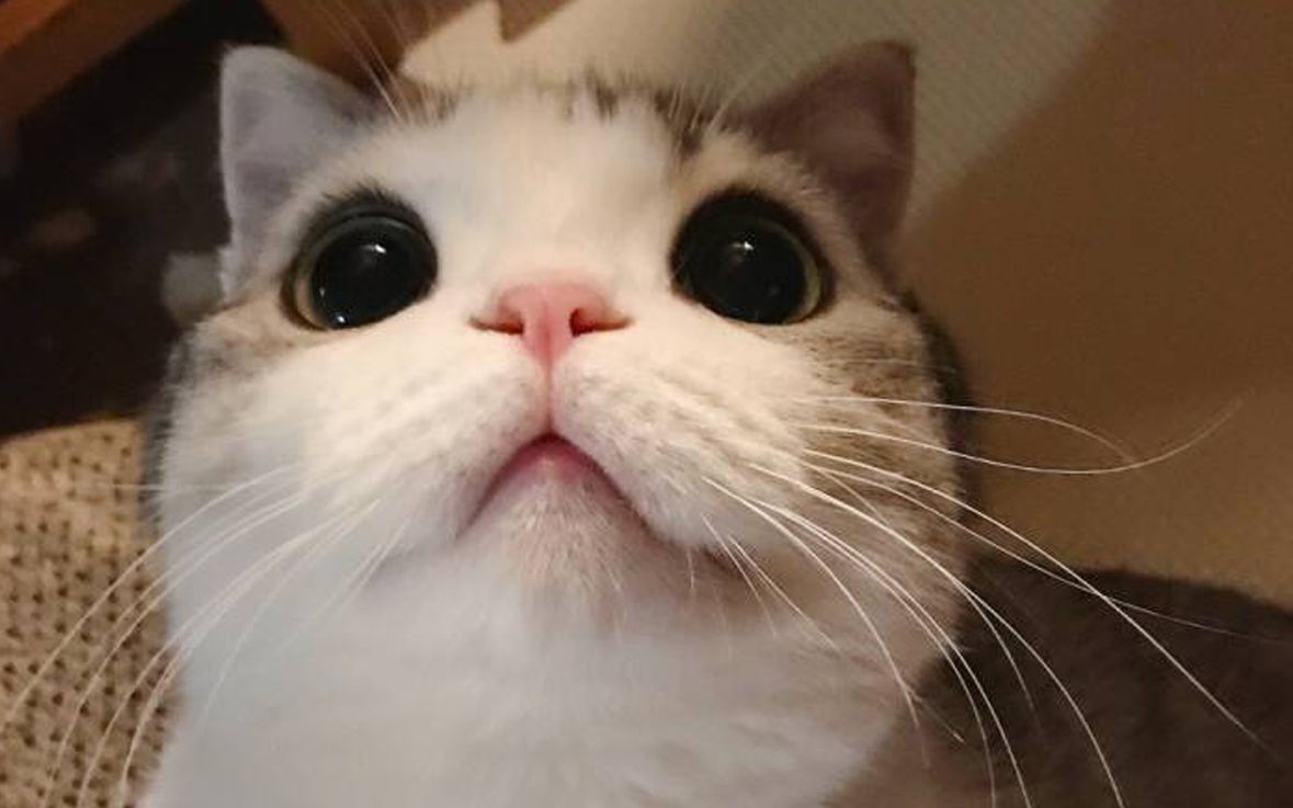 【泡芙】通往可爱的列车已经启动,请乘客们确认截屏键能正常使用