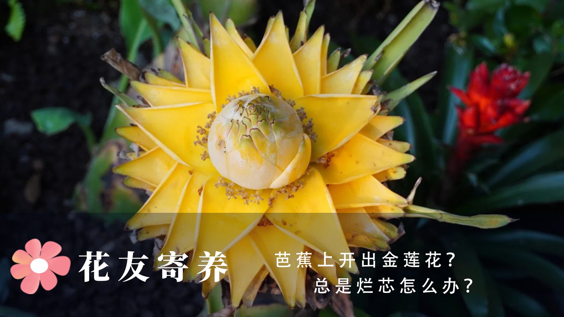 芭蕉上开出金莲花?总是烂芯怎么办?哔哩哔哩bilibili