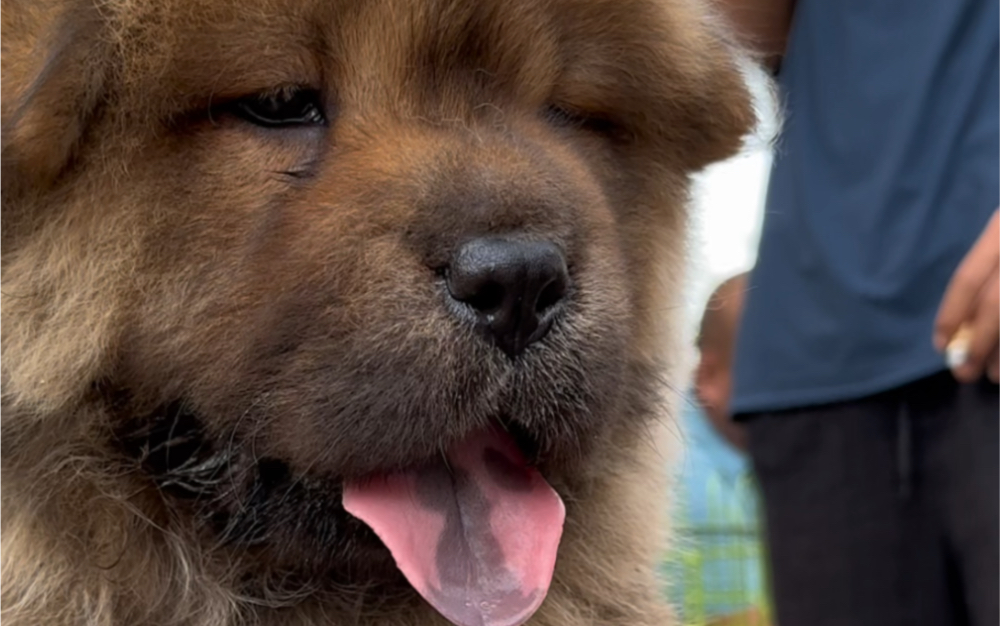 中华田园犬松狮
