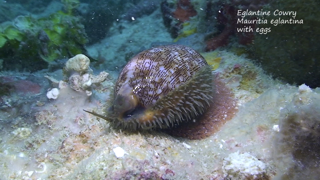 夸贾林环礁的宝螺活体生态影像