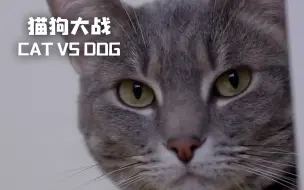 Download Video: 【纪录片】猫狗大战Cat Vs. Dog 04 一只恶霸猫