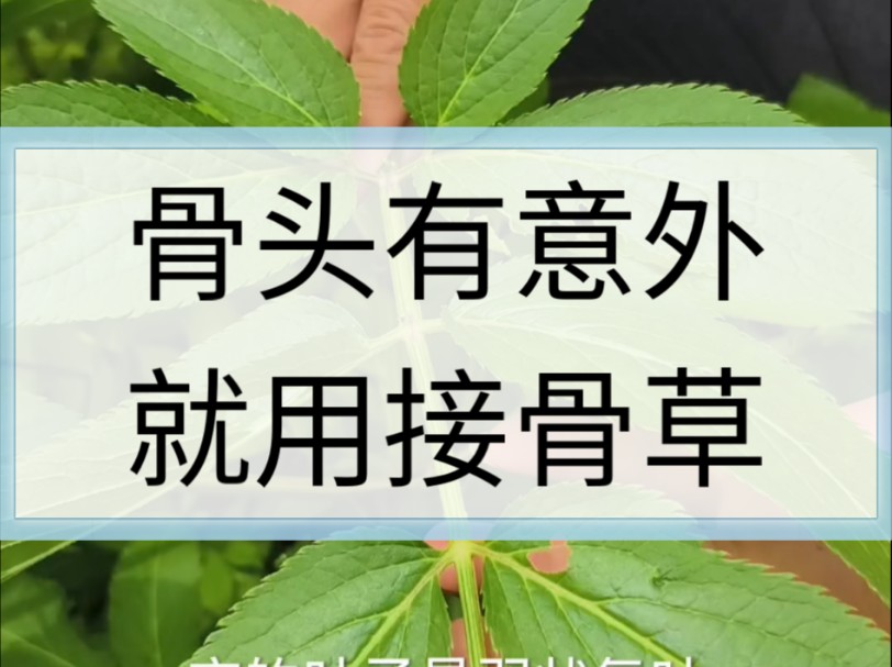 在户外骨头有意外?接骨草!