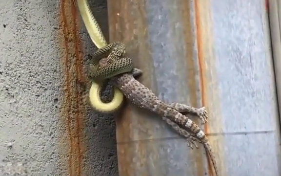 壁虎冒死与蛇搏斗,你想谁赢