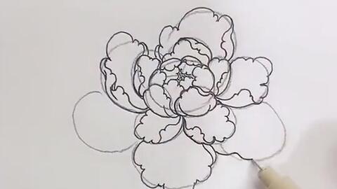 白描牡丹花 今天教大家牡丹花的大致画法 哔哩哔哩 白描牡丹花 今天教大家牡丹花的大致画法 哔哩哔哩
