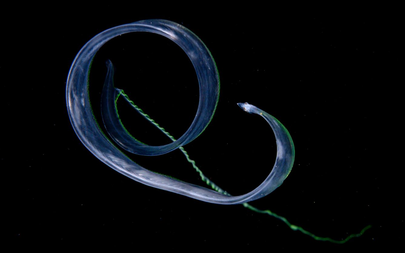 鳗鲡目叶状幼体的神秘日常