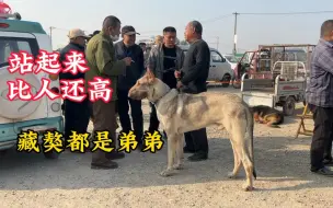 大叔牵着一条“驴青”站起来比人还高，藏獒在面前都是弟弟，太大了