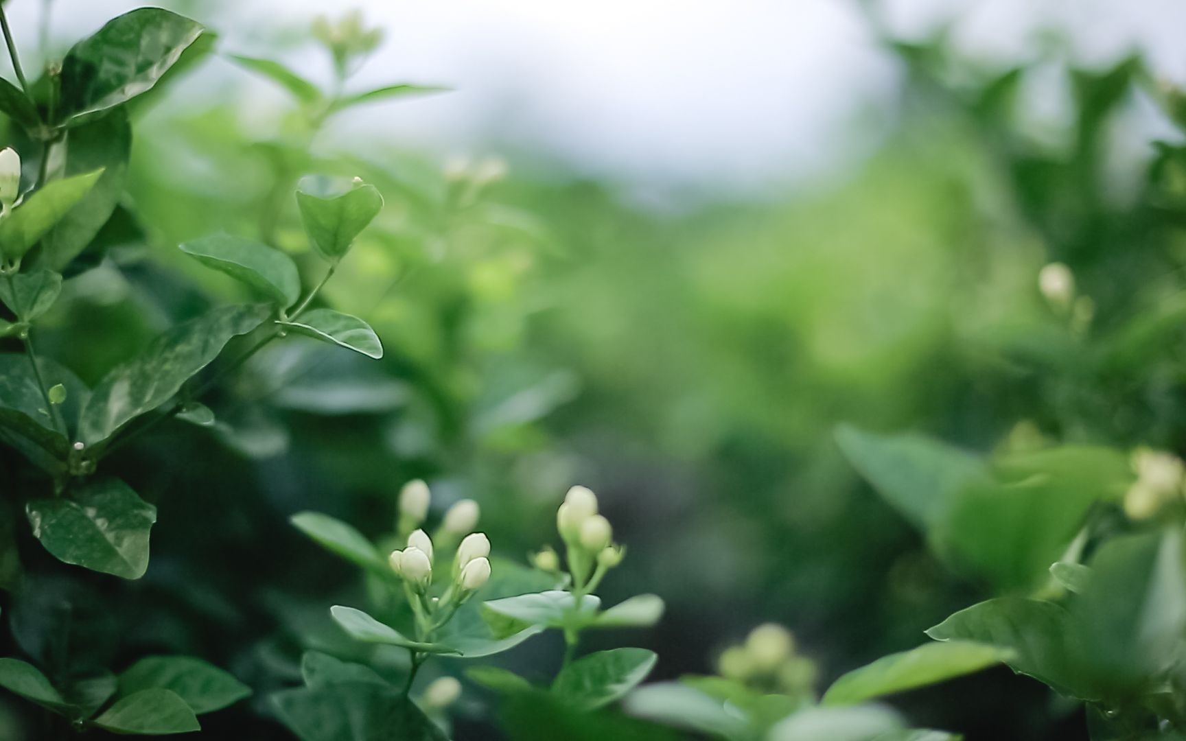 犍为茉莉花茶