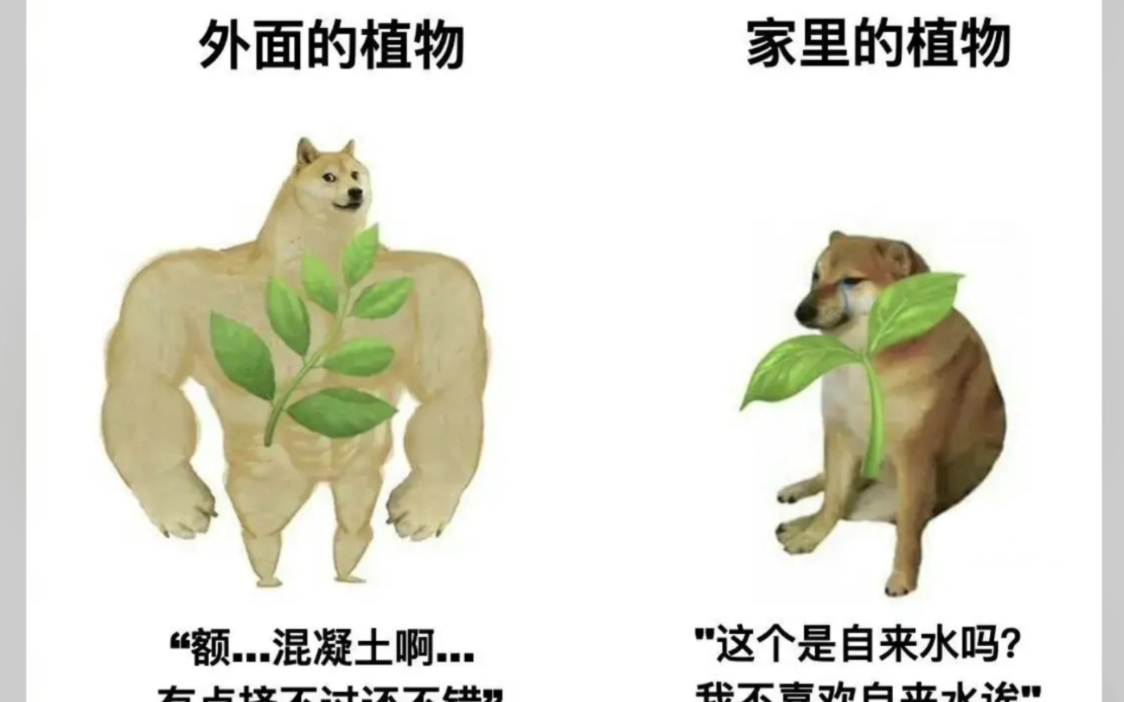 【人间真实精选网络沙雕梗图】