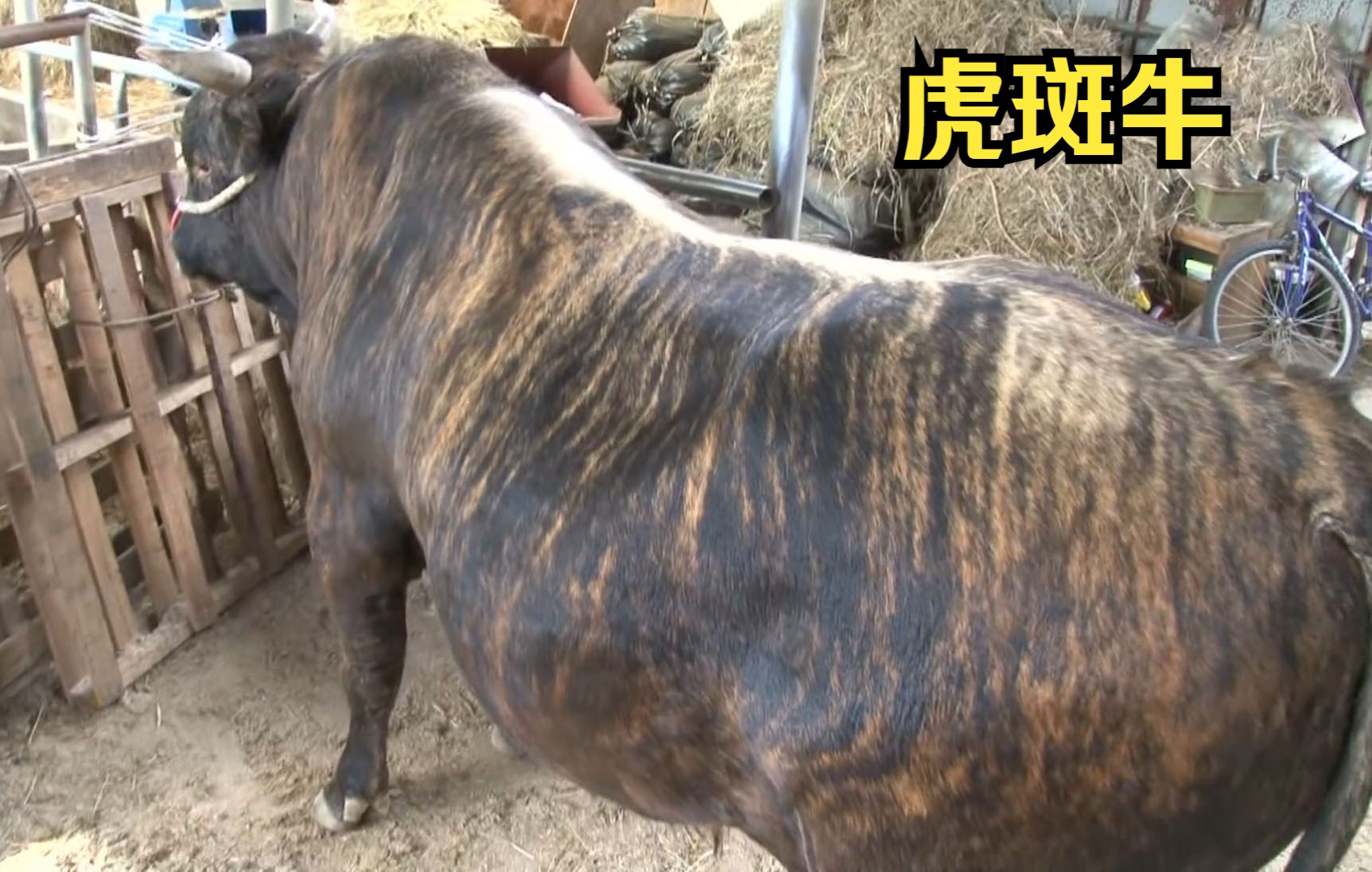 长着虎斑的牛,男子把它当孩子养,还陪牛做游戏!