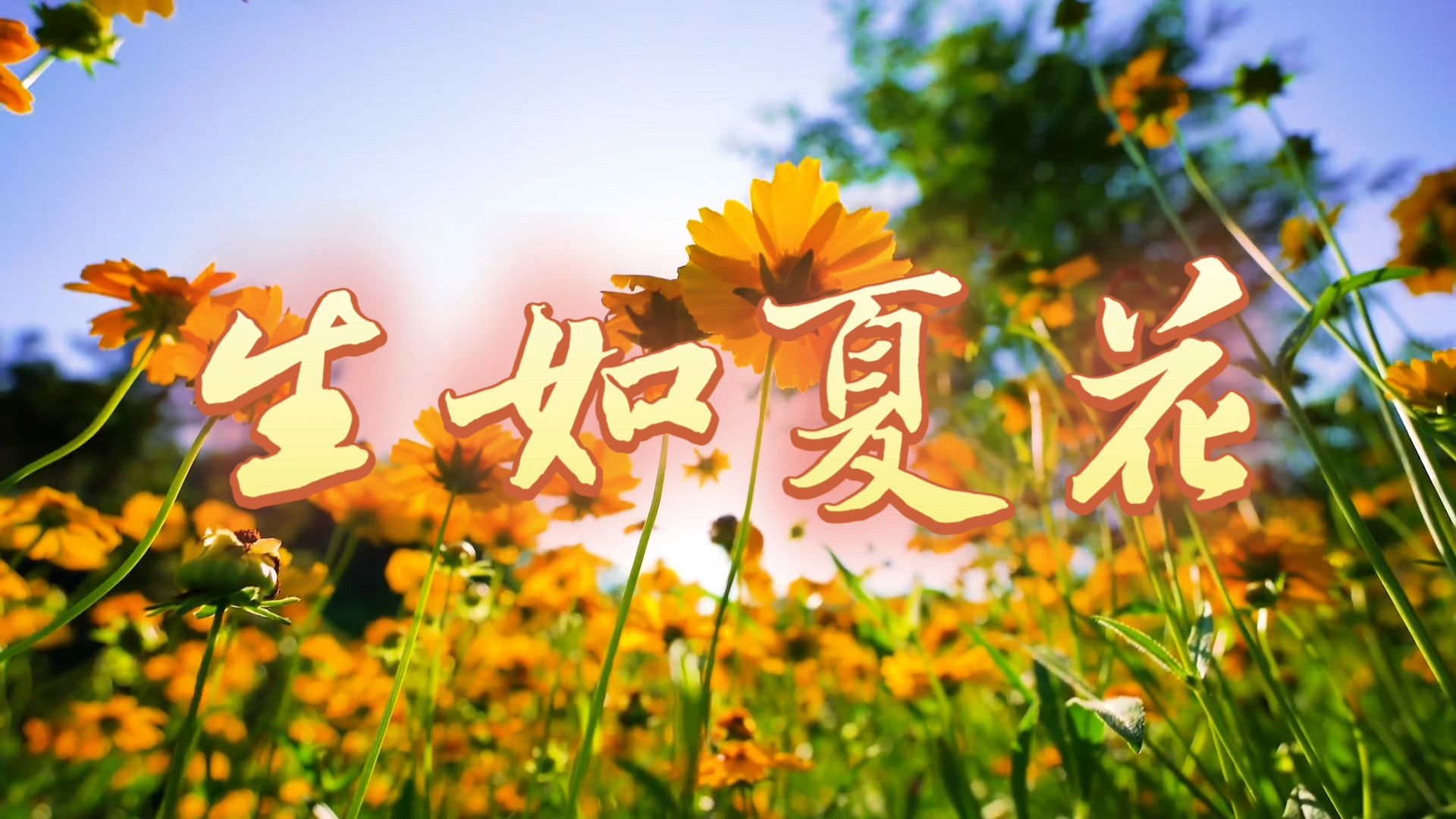 《生如夏花》:惊鸿一般短暂 如夏花一样绚烂