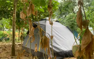 Скачать видео: 穷游小伙野外露营 昨天睡的真香突遇暴雨 帐篷漏水被冻得瑟瑟发抖