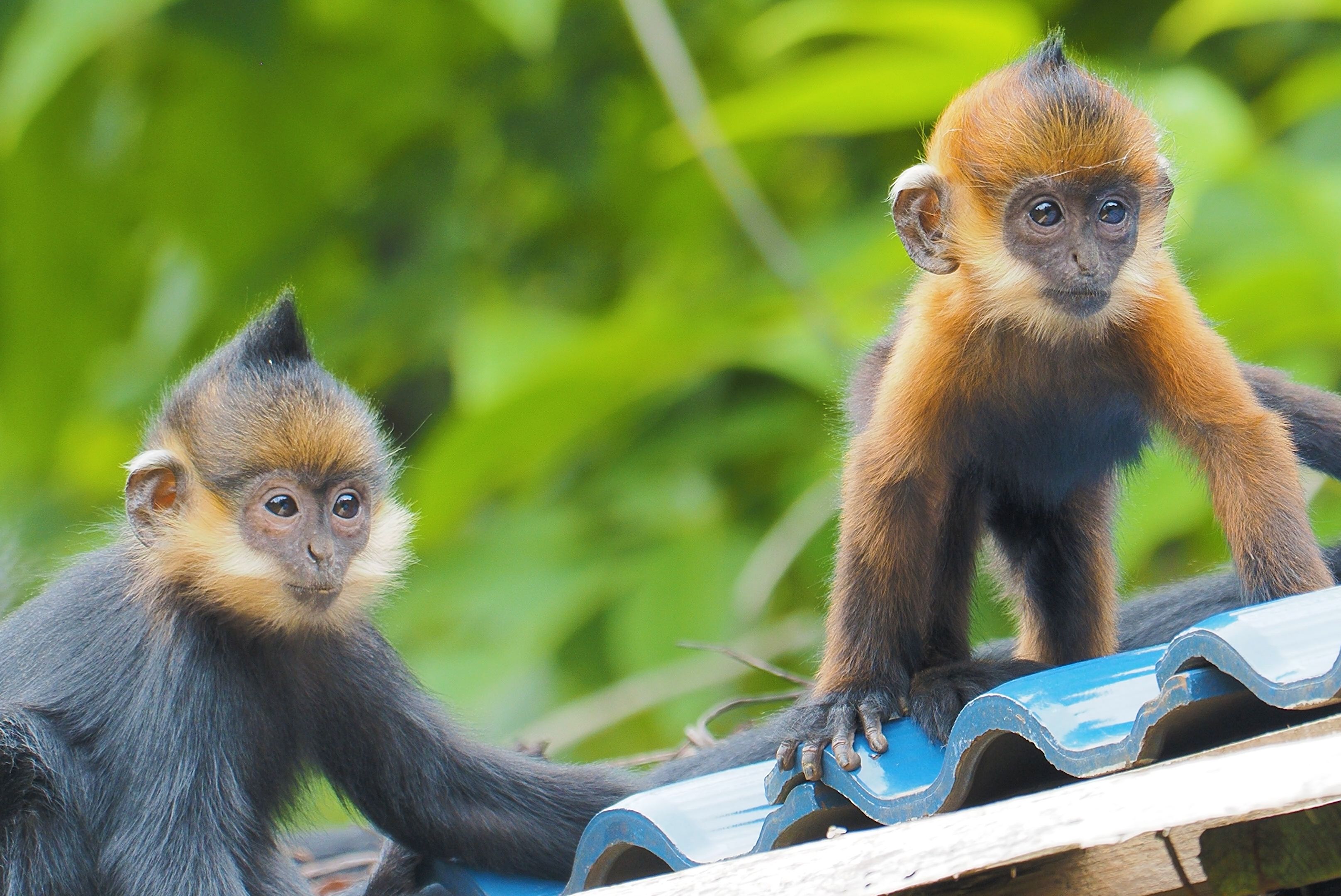 三人行,必有一个倒霉蛋