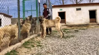 Скачать видео: 坎高犬犬王往犬舍一站不敢吱声