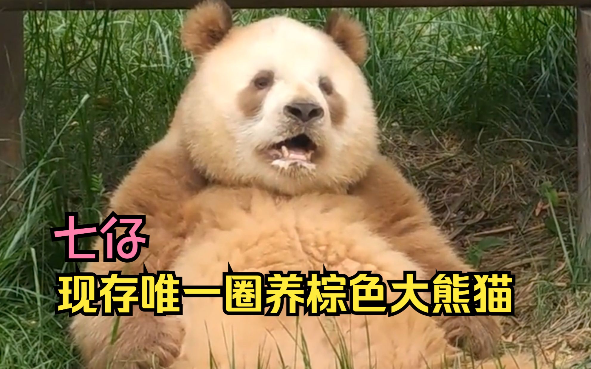 现存唯一圈养棕色大熊猫,七仔!地主家的傻儿子