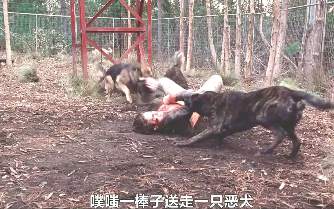 [图]大战疯狂恶犬 #嗜血狂犬#电影解说 #我的观影报告