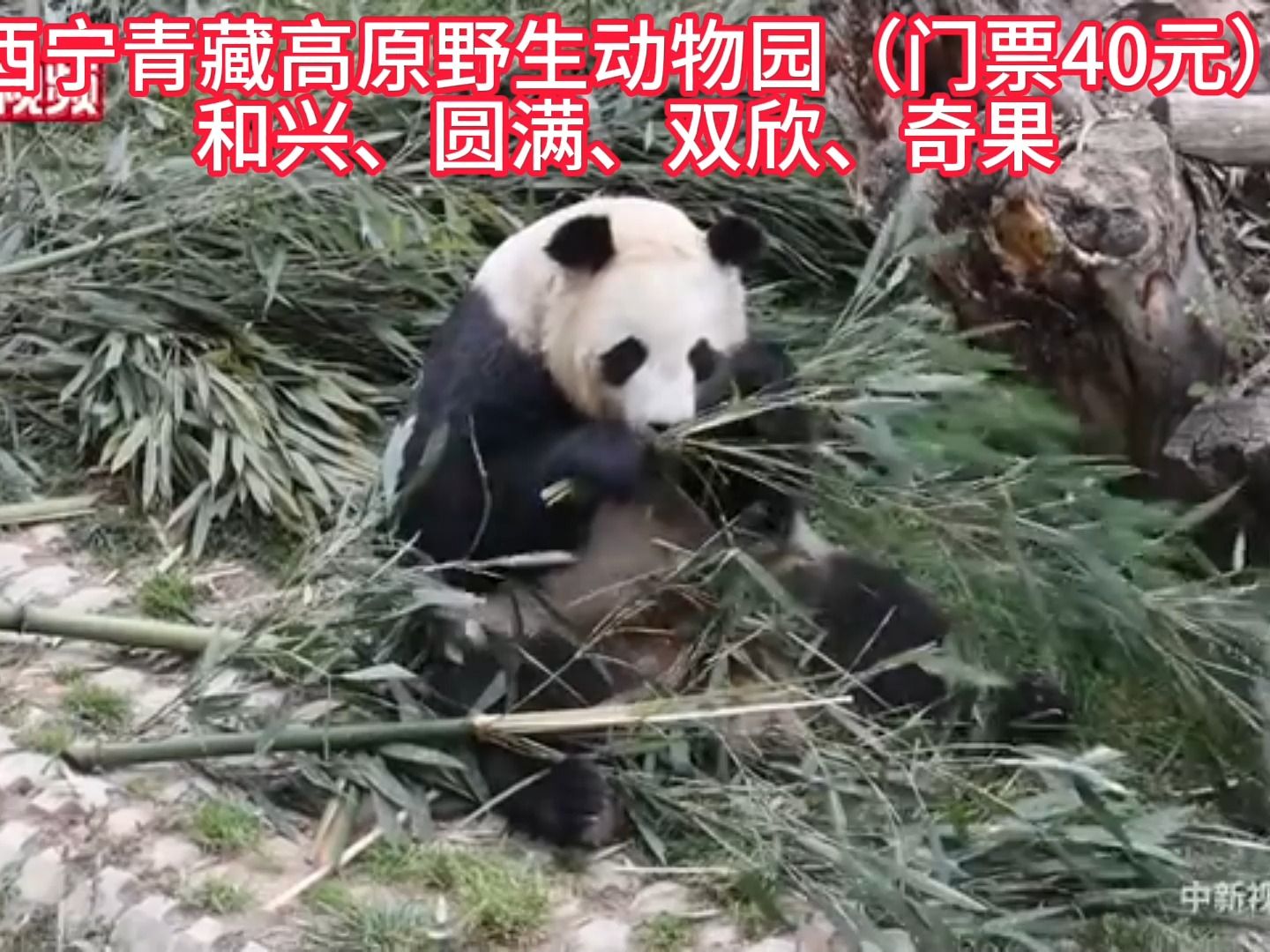 西寧青藏高原野生動物園(門票40元)和興,圓滿,雙欣,奇果