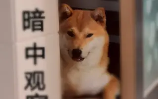 柴田犬 搜索结果 哔哩哔哩 Bilibili