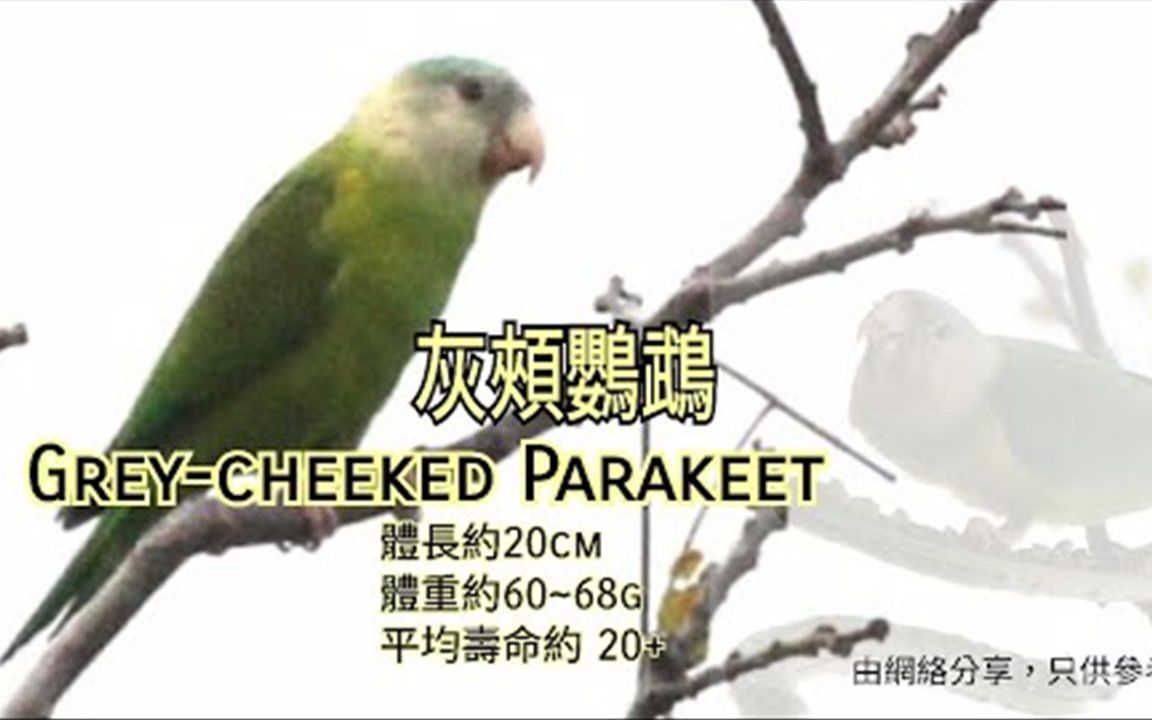 鹦鹉品种分享介绍 ~灰颊鹦鹉 ~ Greycheeked Parakeet哔哩哔哩bilibili