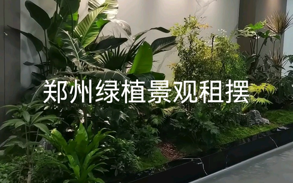 郑州绿植租赁,景观租摆,各种植物景观造境哔哩哔哩bilibili