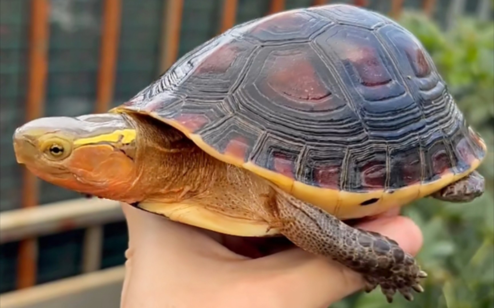 国龟之宝黄缘闭壳龟,会闭壳的龟种