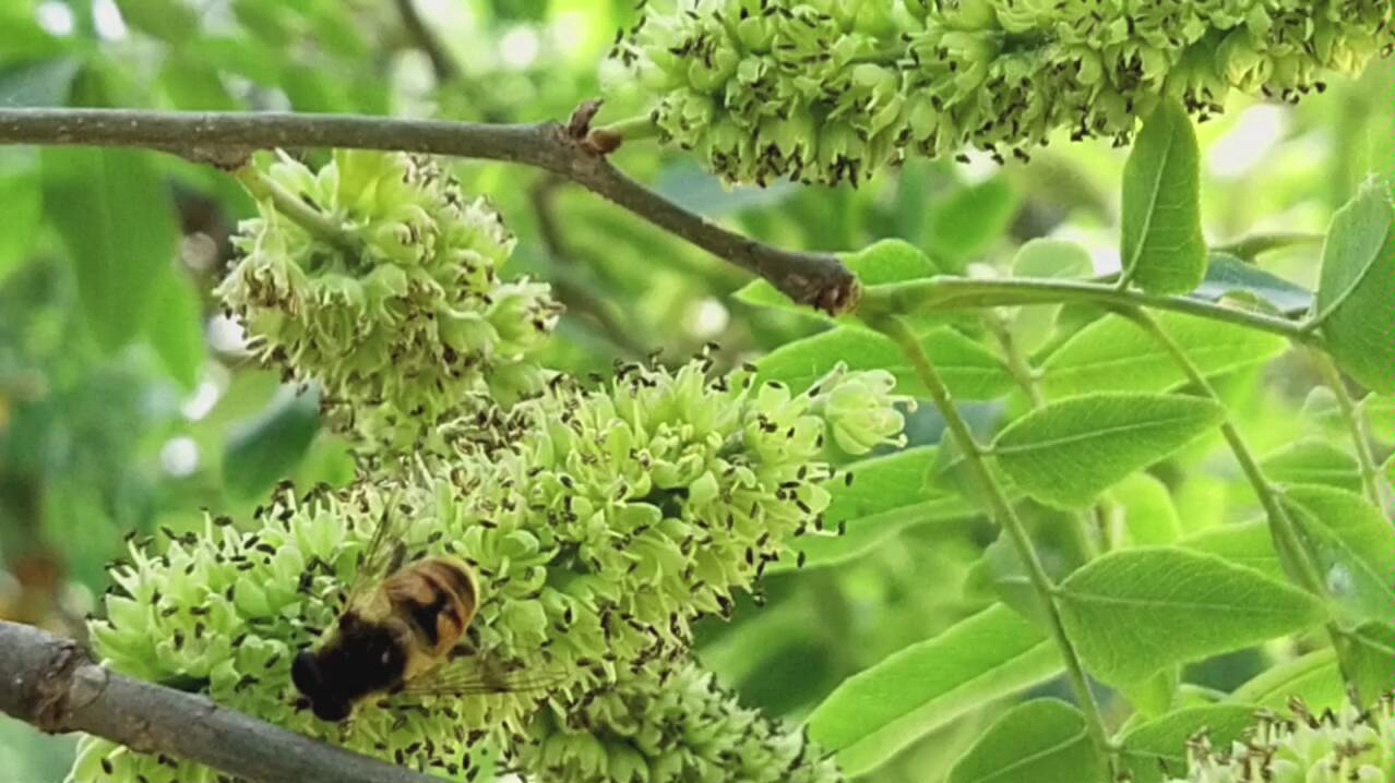 春色随拍:皂角花与小蜜蜂