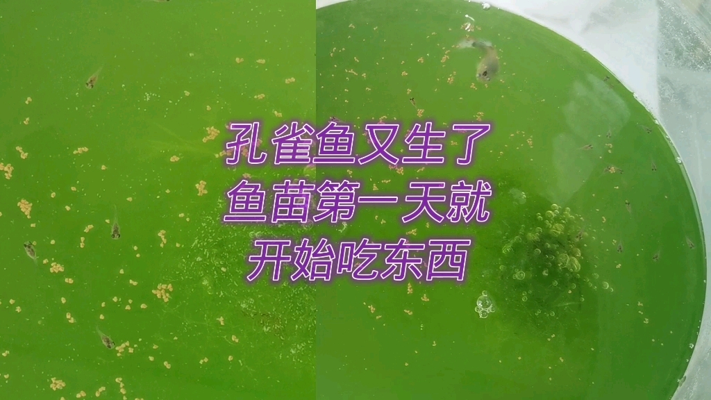 [图]孔雀鱼生小鱼了，喂食幼鱼，小鱼苗第一天就开始吃东西