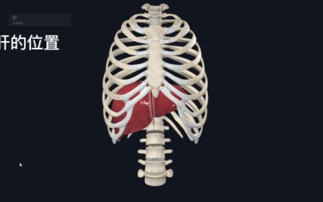 康复医学治疗技术考试合集(一)解剖 肝的位置哔哩哔哩bilibili