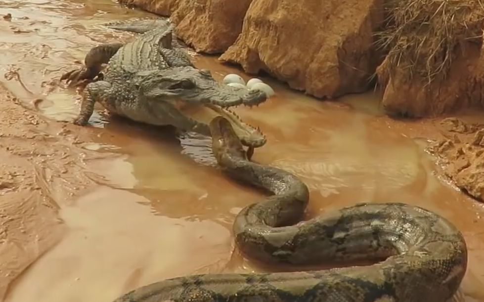 人为斗兽当蟒蛇遇上鳄鱼