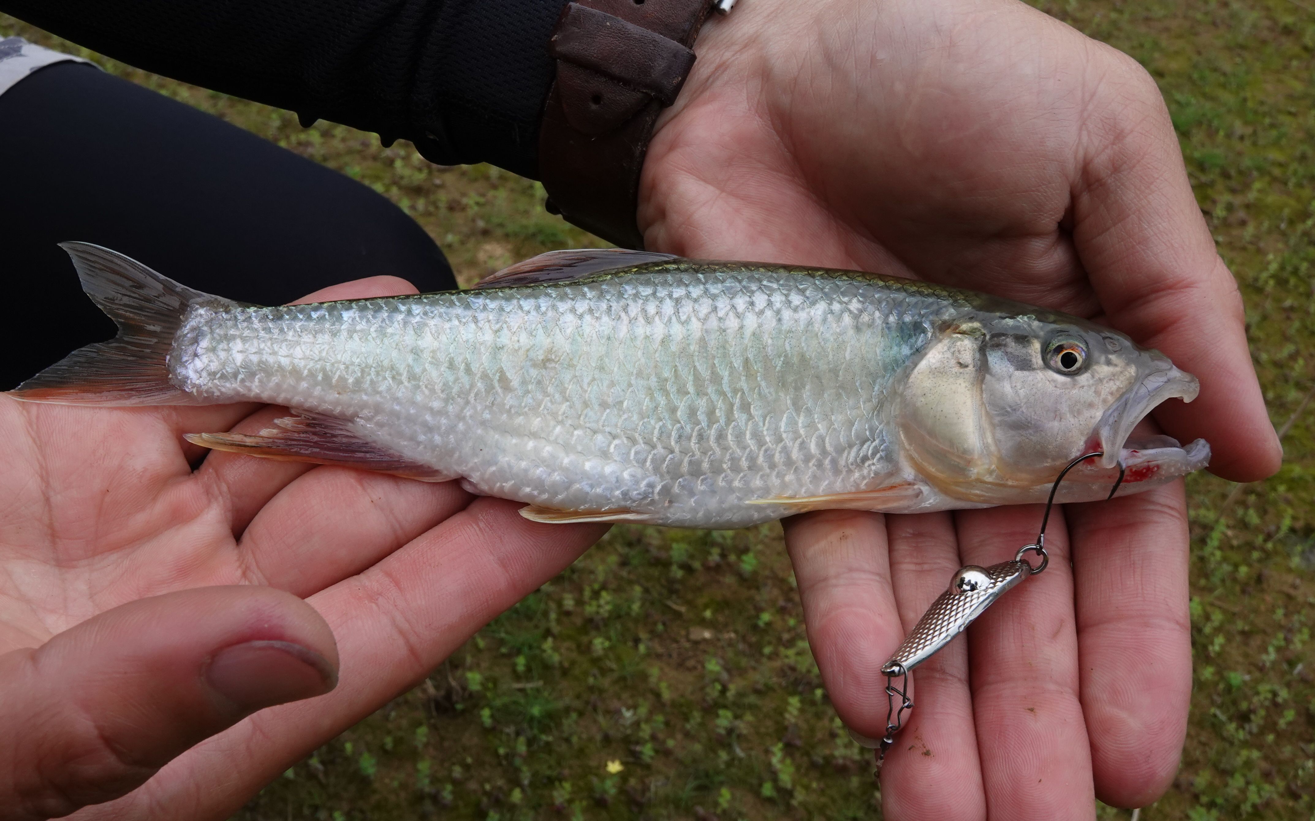 藍旗魚微物清溪江釣魚詩情畫意這是你嚮往的路亞生活嗎