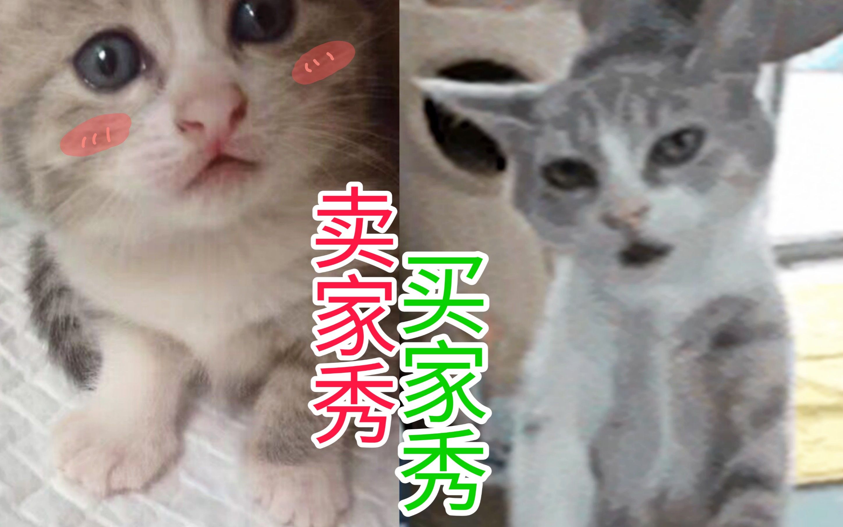 警惕!!领养猫可能会遭遇“照骗”!!【介绍猫第四期】哔哩哔哩bilibili