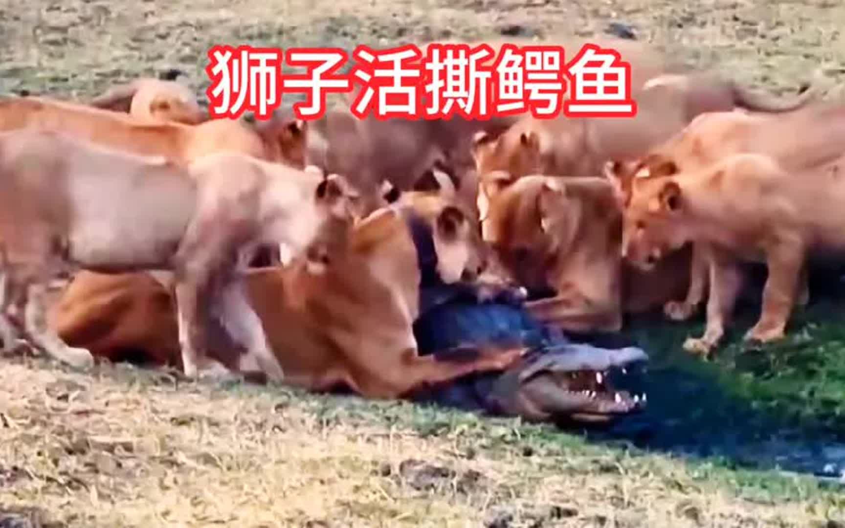 狮子下手真狠,直接生吞活剥鳄鱼,一场复仇大战