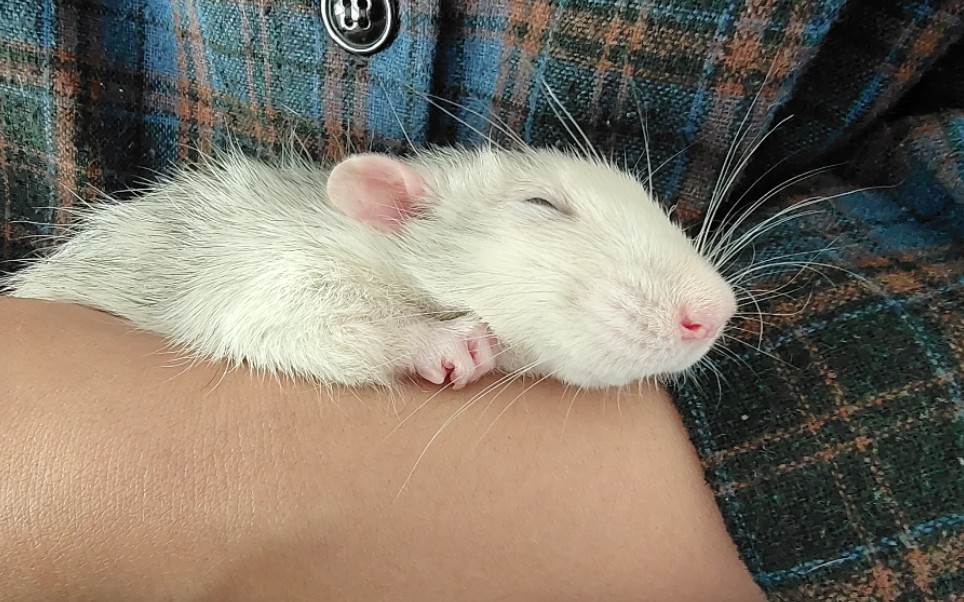 花枝鼠有时候还是挺乖的