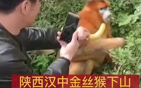 [图]金丝猴下山吃草，坚决不食嗟来之食，果然是猴中贵族