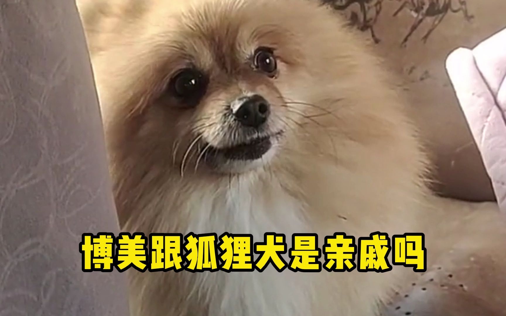 博美跟狐狸犬长的这么像,它们是亲戚吗?哔哩哔哩bilibili