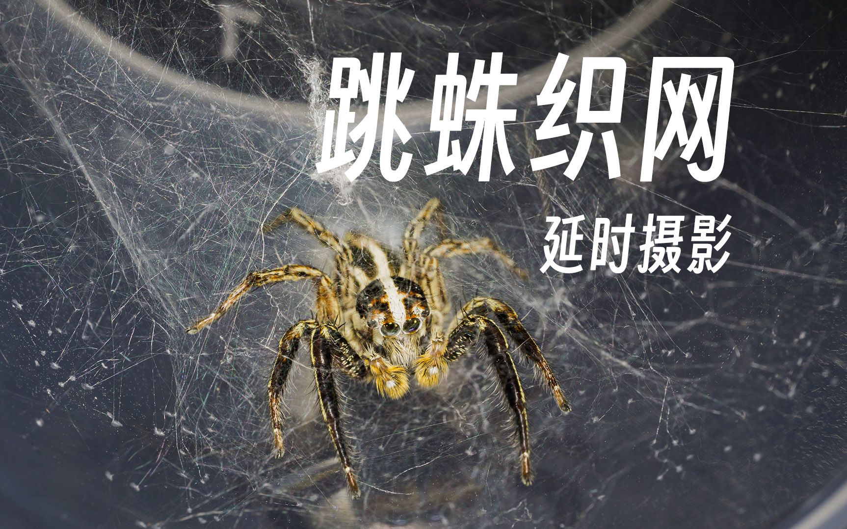 快进50倍观察跳蛛织网过程