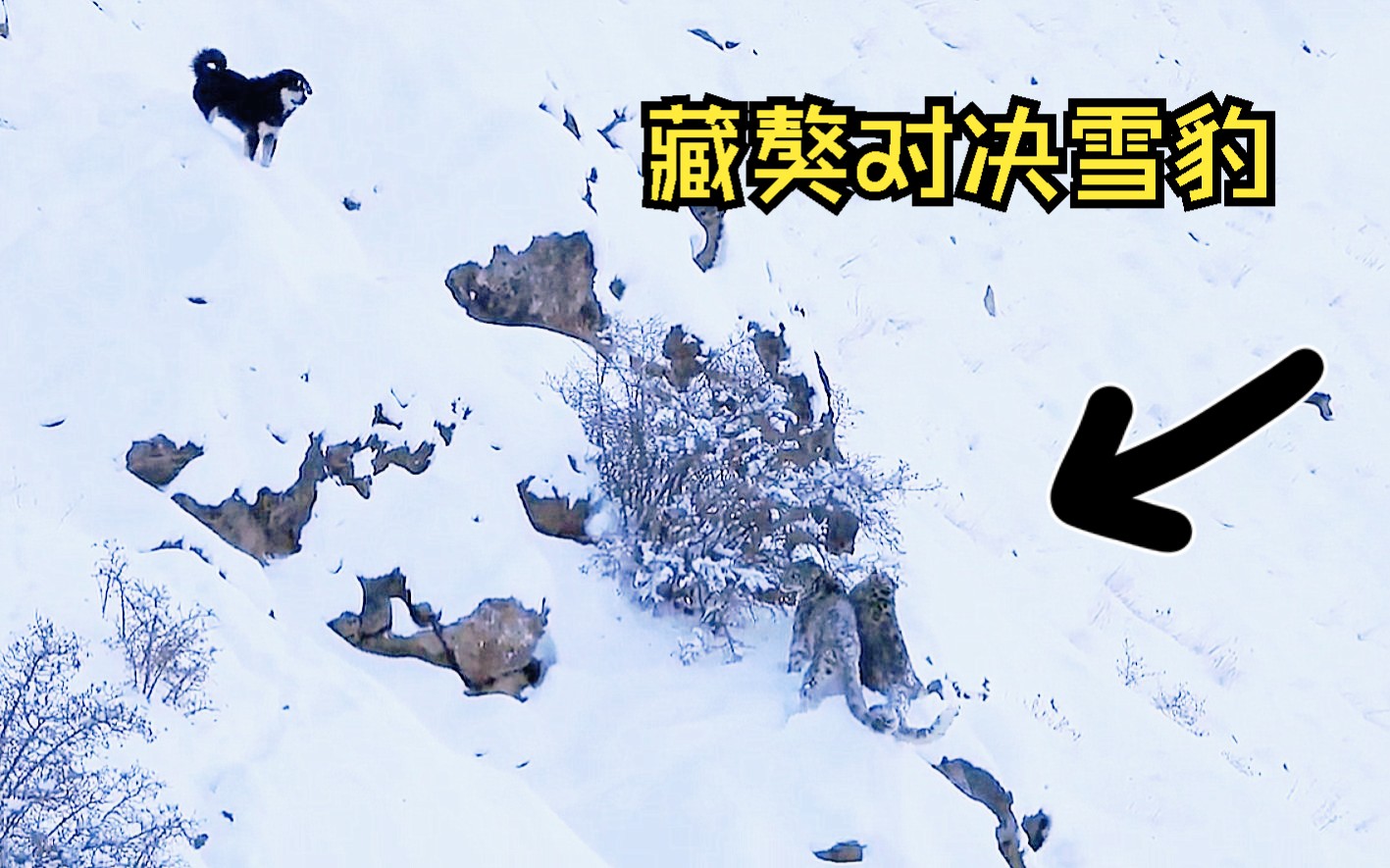 野生藏獒对抗雪豹图片