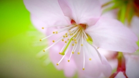 花束 玉置浩二 哔哩哔哩 つロ干杯 Bilibili 花束 玉置浩二 哔哩哔哩 つロ干杯 Bilibili