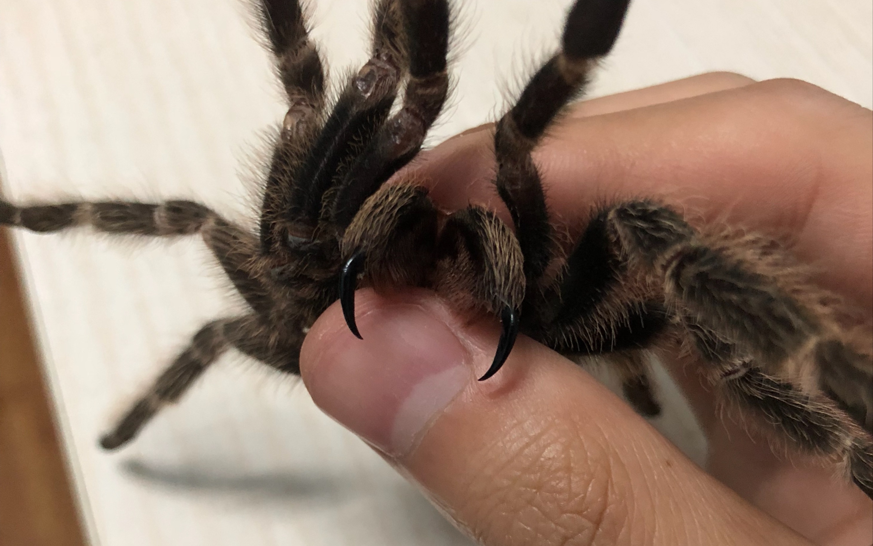 巴西火红喂食 落地成盒_哔哩哔哩_bilibili