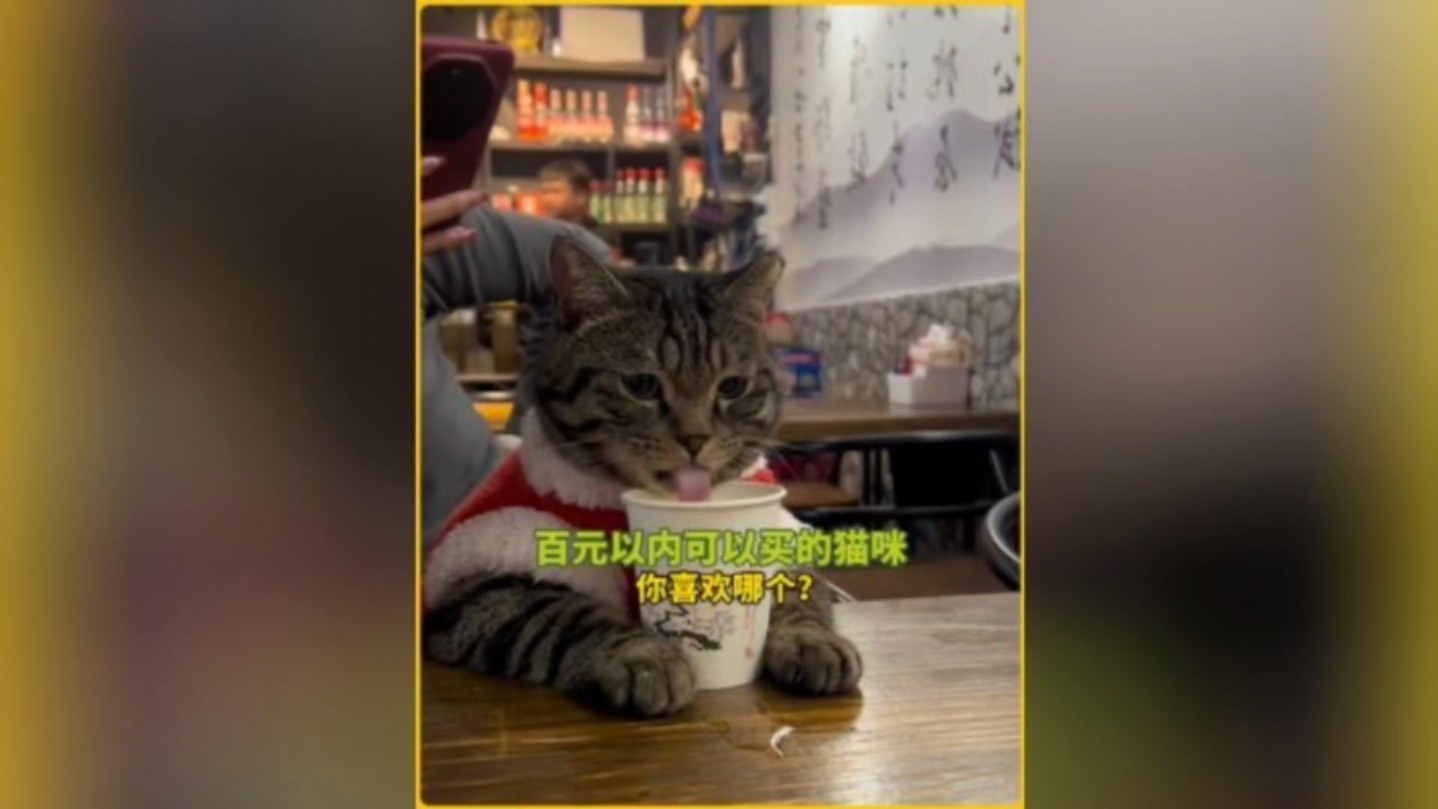 百元以内可以买的猫咪,你喜欢哪只?哔哩哔哩bilibili