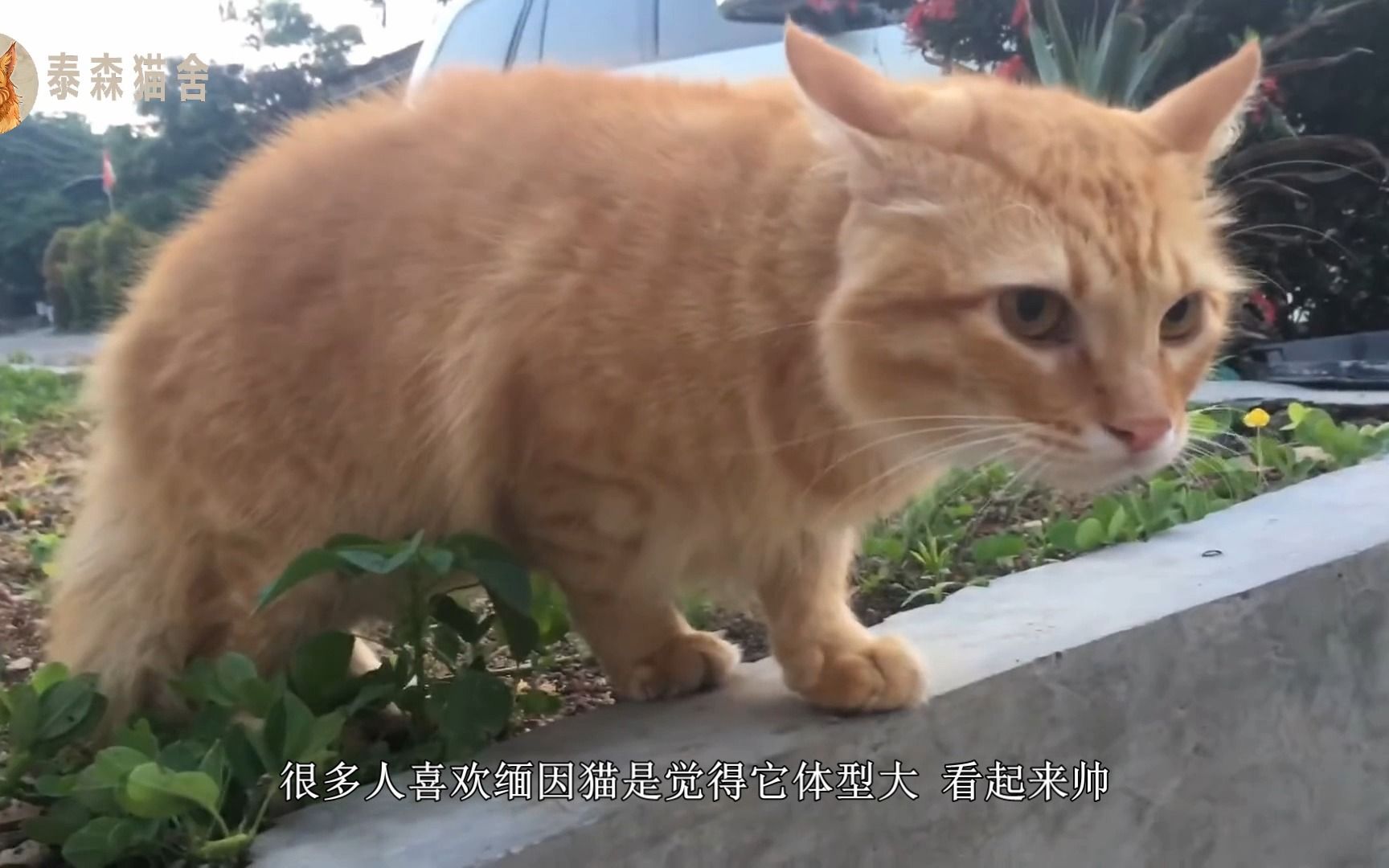 缅因猫性格怎么样,银虎斑缅因猫性格哔哩哔哩bilibili