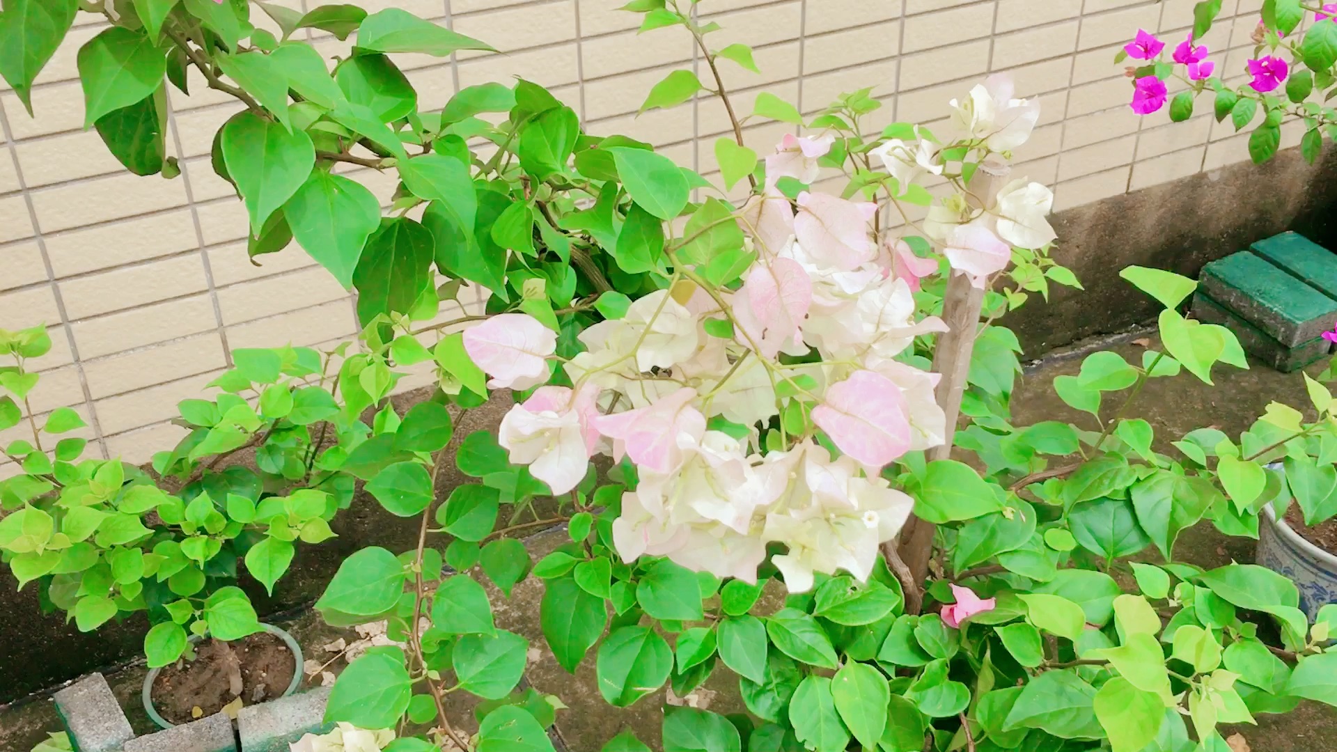 三角梅·绿叶樱花