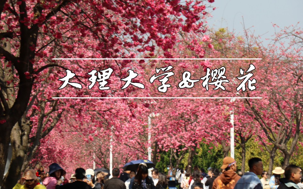 【大理大学】大理大学开放日,去有花的地方~哔哩哔哩bilibili