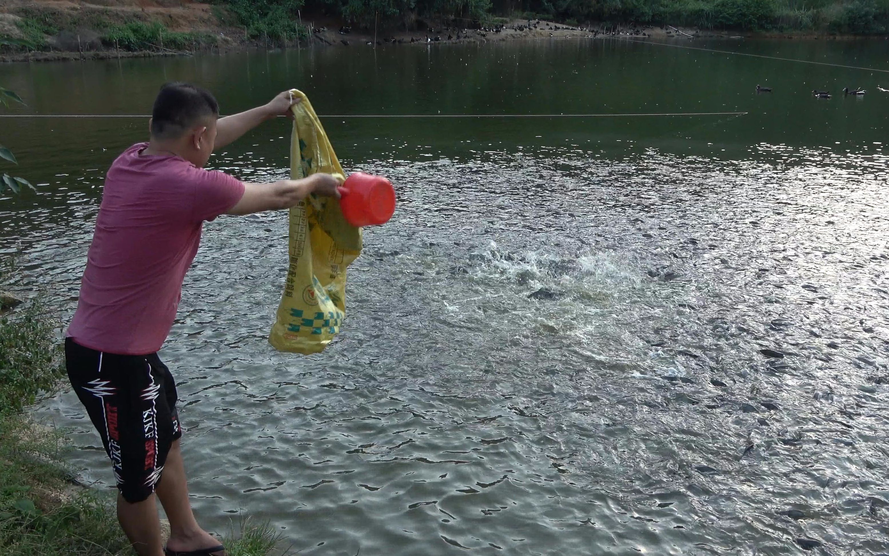 老林鱼塘养了一万多条鱼,倒两包饲料下去,平静的水面立马炸起来