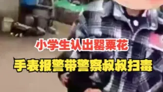 点赞！小学生认出罂粟花报警带警察叔叔扫毒