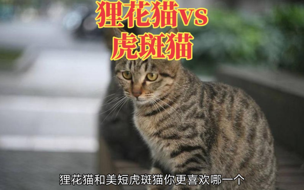 你知道狸花猫与美短虎斑猫的区别吗哔哩哔哩bilibili