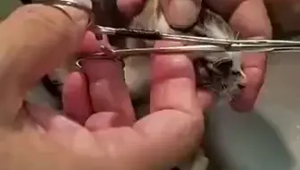 猫咪体内最恶心的寄生虫 哔哩哔哩 Bilibili