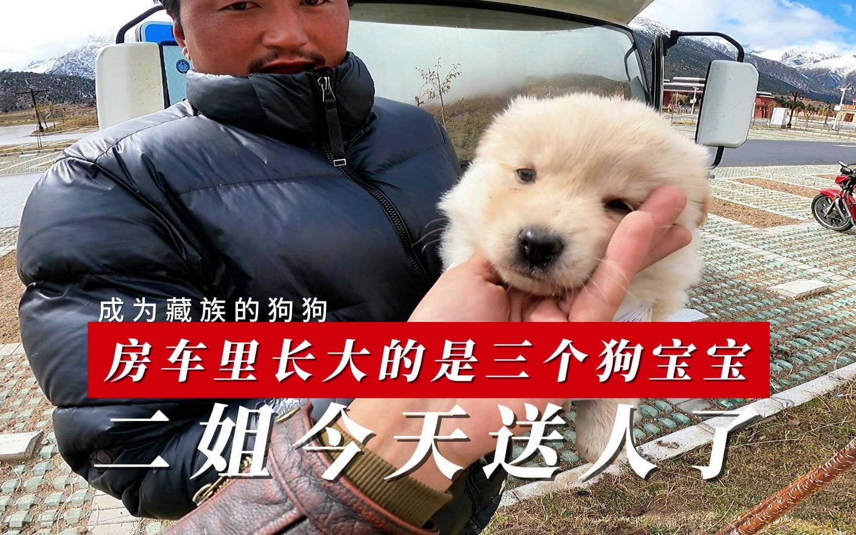 房车里长大的三个狗宝宝,今天二姐送给藏族朋友了