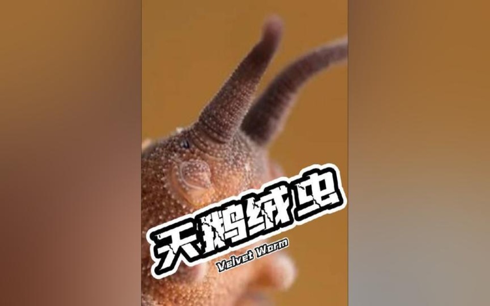 5亿年的天鹅绒虫有多离谱?化身粘液捕手?科普