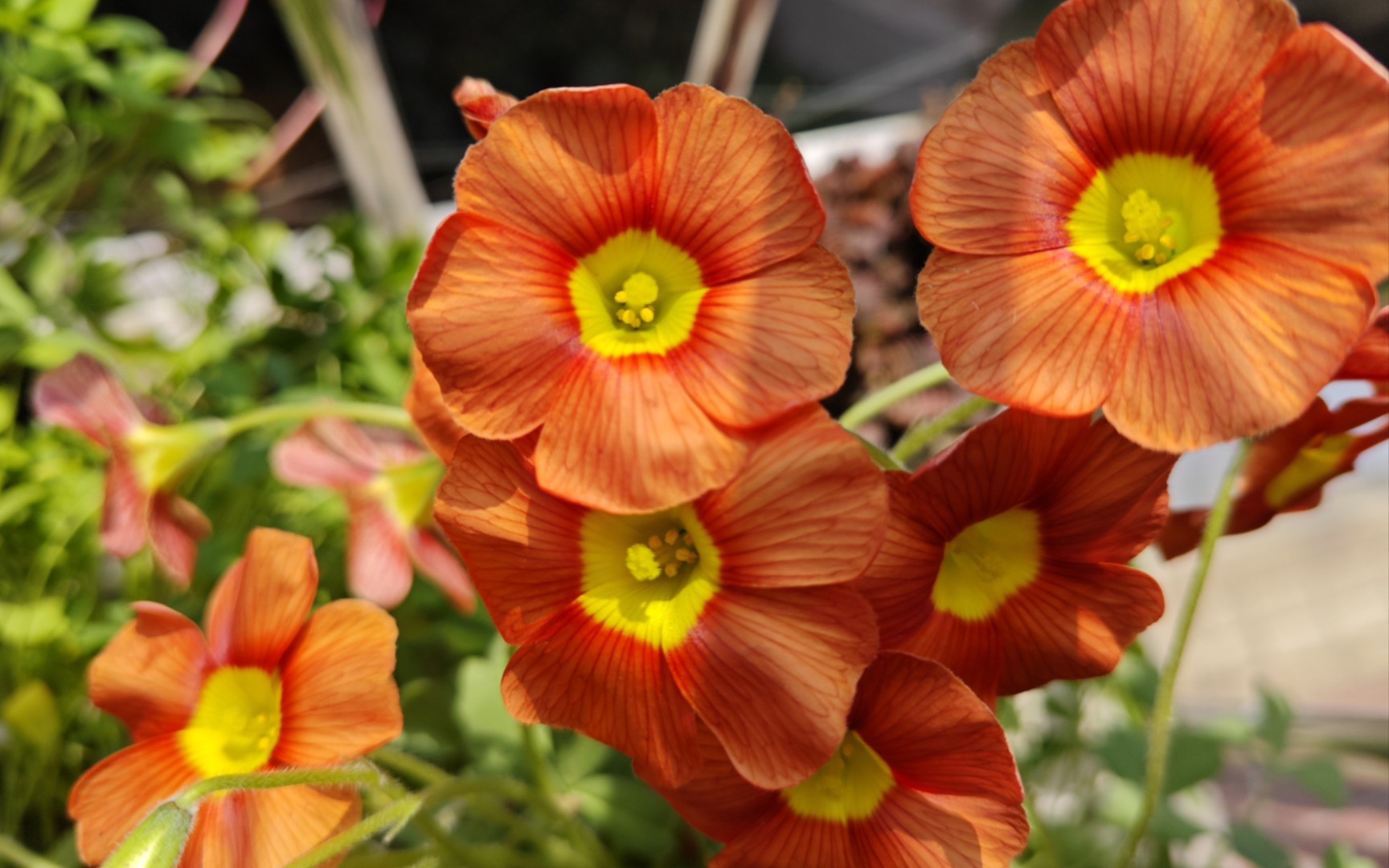 【酢浆草】谷神星|霞光2.0有香味哦